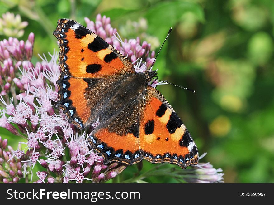 Detail of butterfly Aglais urticae sitting on a flower