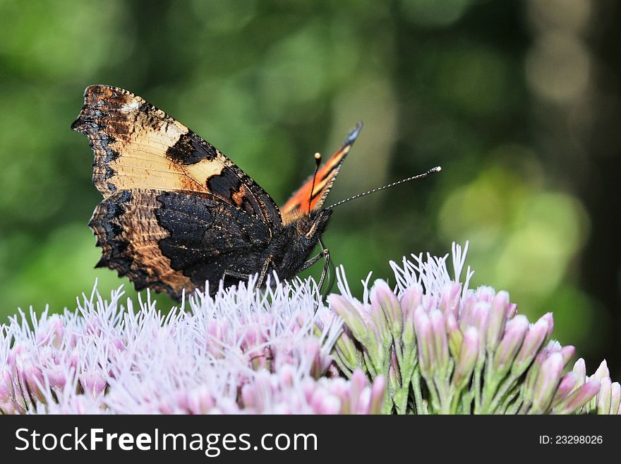 Detail of butterfly Aglais urticae sitting on a flower