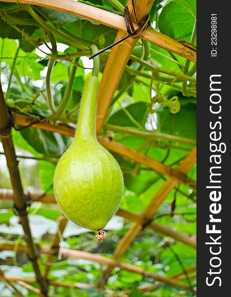 Bottle gourd growing in organic farm,Thailand. Bottle gourd growing in organic farm,Thailand