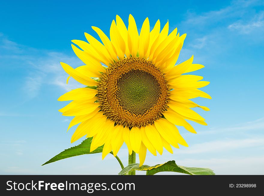 Sunflower blooming over blue sky