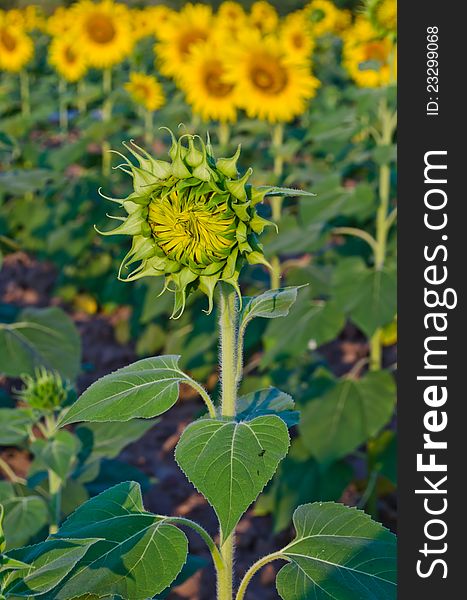 Young sunflower among blooming sunflower in farm. Young sunflower among blooming sunflower in farm