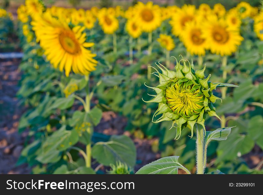 Young sunflower in farm