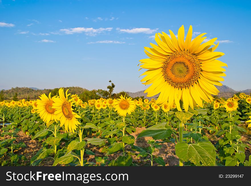 Sunflower blooming at farm in the morning