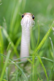 Snake Reptile Royalty Free Stock Photography Snake Reptile Royalty Free Stock Photography