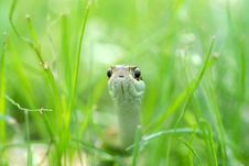 Snake Reptile Stock Images Snake Reptile Stock Images