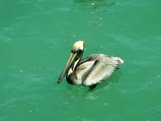 Brown Pelican Floating Royalty Free Stock Photography Brown Pelican Floating Royalty Free Stock Photography