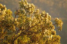 Flowering Gum Tree Stock Image Flowering Gum Tree Stock Image