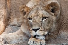 Female Lion Royalty Free Stock Photo
