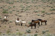 Wild Horses With Young Colt Stock Photo Wild Horses With Young Colt Stock Photo