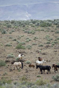 Wild Horses With Young Colt Stock Photography Wild Horses With Young Colt Stock Photography