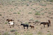 Wild Horses With Young Colt Stock Photography Wild Horses With Young Colt Stock Photography
