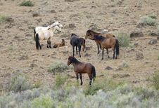 Wild Horses With Young Colt Royalty Free Stock Photography Wild Horses With Young Colt Royalty Free Stock Photography