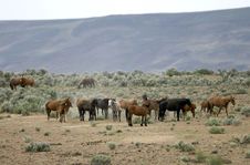 Wild Horses On The Praire Stock Image