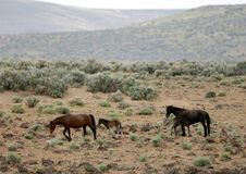 Wild Horses With Young Colt Stock Photos Wild Horses With Young Colt Stock Photos