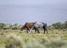 Wild Horses Grazing Stock Photo Wild Horses Grazing Stock Photo