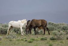 Wild Horses Grazing Royalty Free Stock Photography Wild Horses Grazing Royalty Free Stock Photography