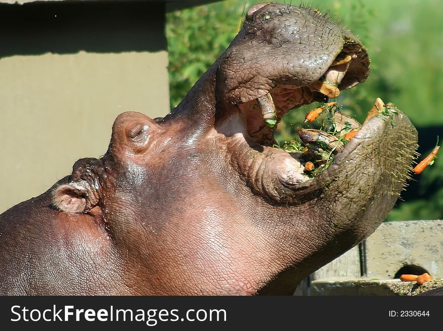 A very impressive pic of an hippo eating at the zoo. A very impressive pic of an hippo eating at the zoo