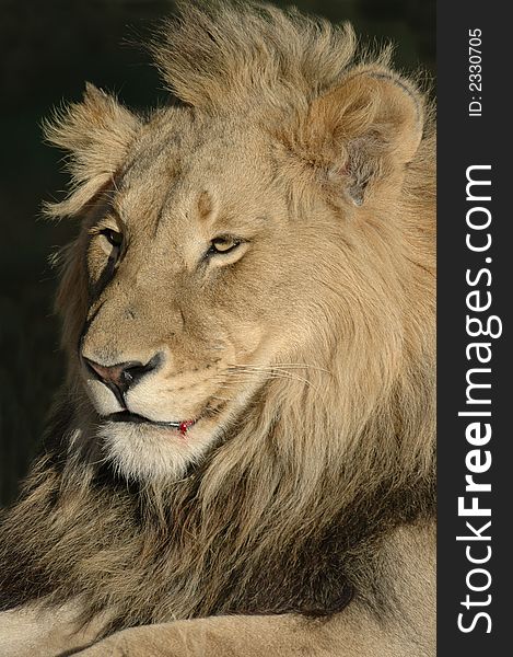 The magnificent male African Lion, photographed in South Africa. The magnificent male African Lion, photographed in South Africa.