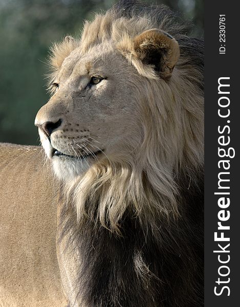 The magnificent male African Lion, photographed in South Africa. The magnificent male African Lion, photographed in South Africa.