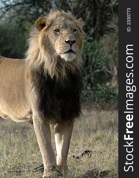 The magnificent male African Lion, photographed in South Africa. The magnificent male African Lion, photographed in South Africa.