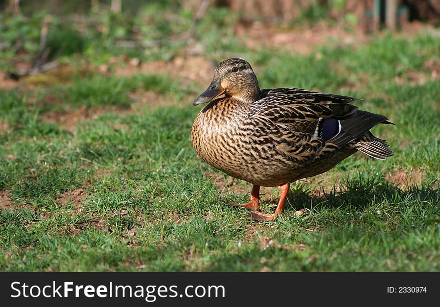 An image of a Female Mallard Duck