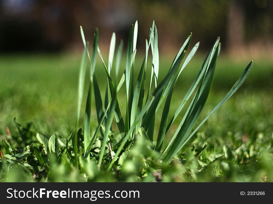 Green stems in the beginning of spring
