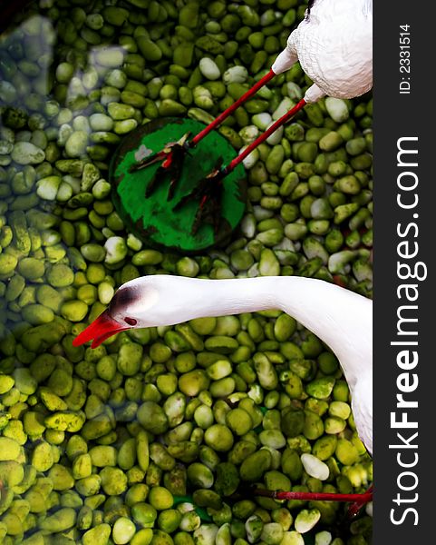 Birds in a pond with green pebbles