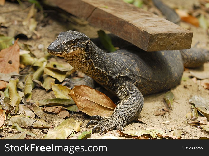 One giant monitor lizard come out for food