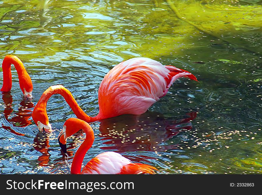 Flamingos in a Florida spring