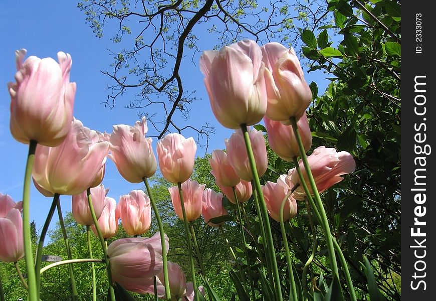 Spring Tulips Pink Appeldorn
