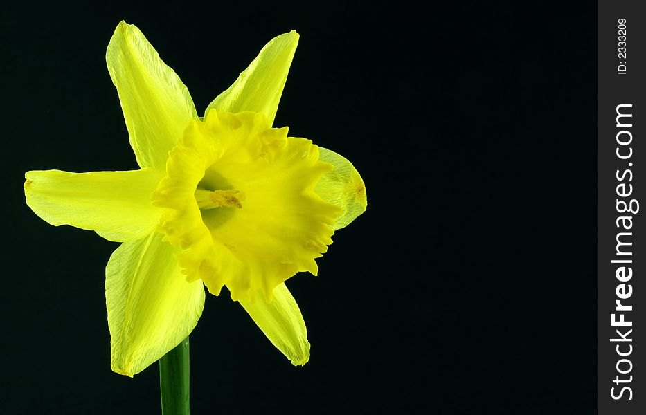 Close up of a daffodil on a black background