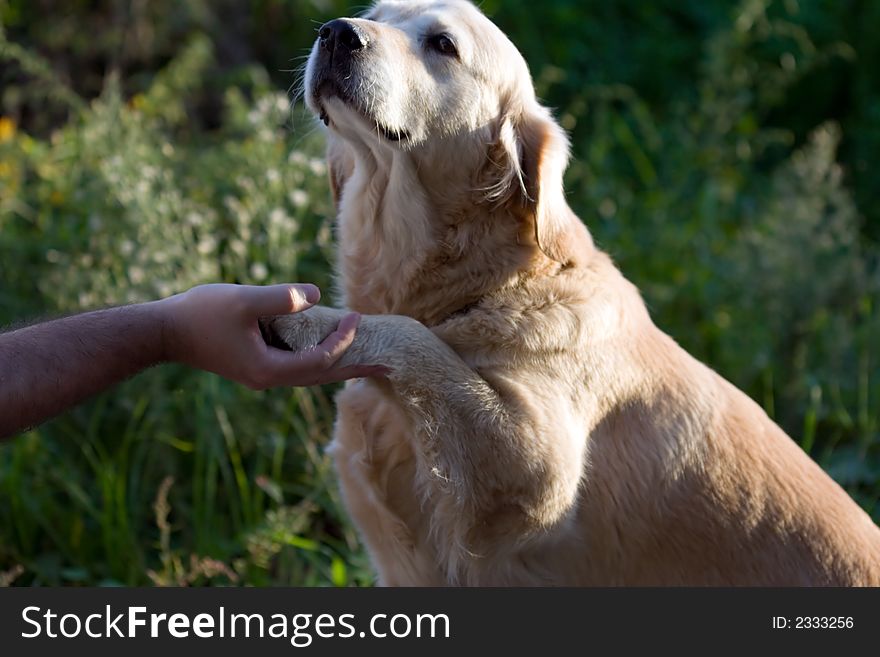 Golden retriever and a male hand