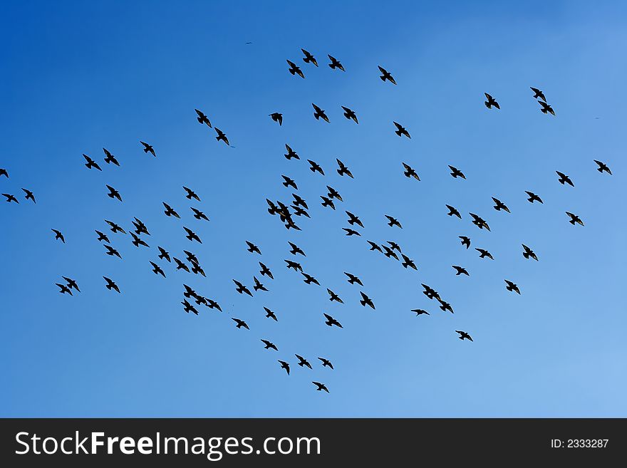 Many flying pigeons on sky background