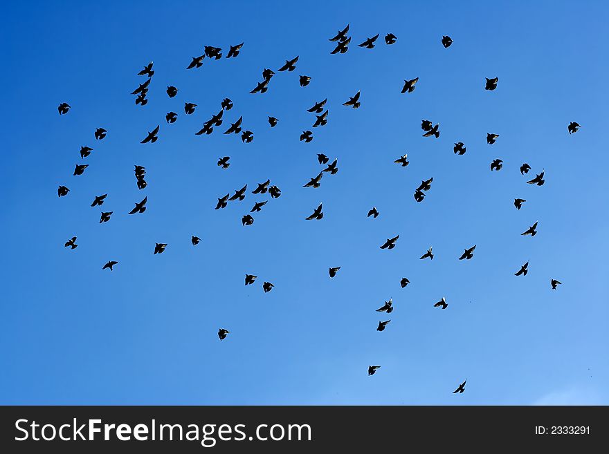 Many flying pigeons on sky background