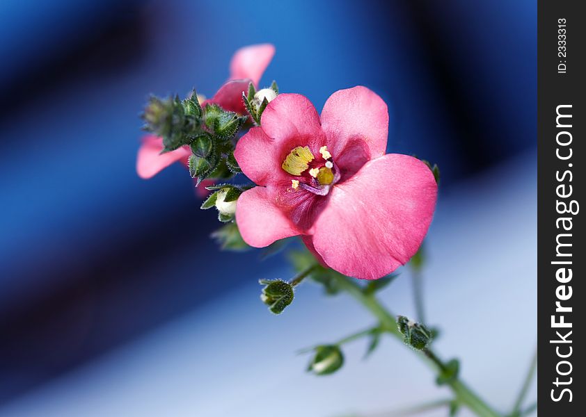 Pink blossom, close-up, outdoor, blue background