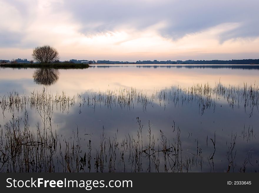 Trees in the field reflecting in the water