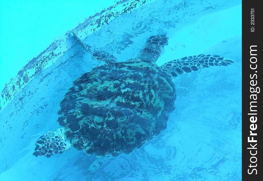 Turtle in the water at mexico