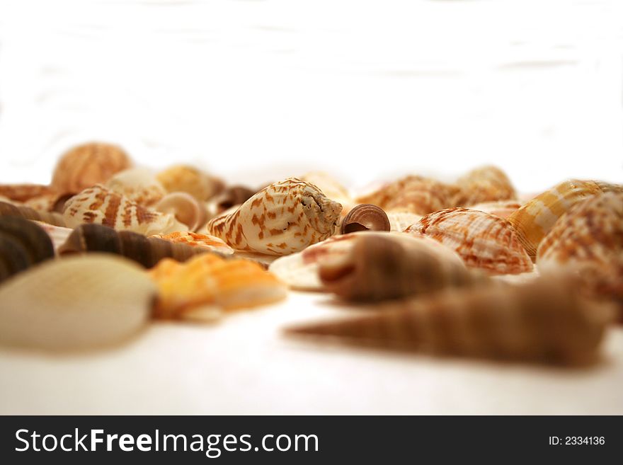 Seashells on a white background. Seashells on a white background