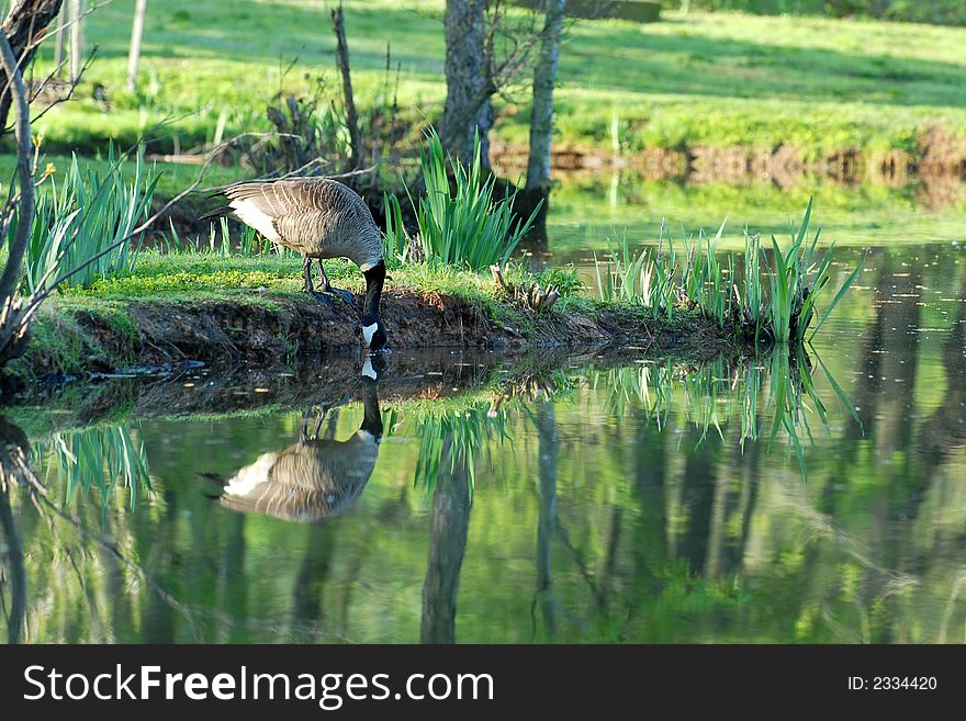 This is a picture of a goose drinking out of one of the ponds at the Aquatic Gardens in Washington, DC.