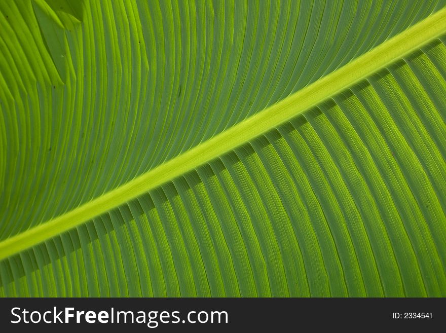 Green leaf. Lines of green leaf.