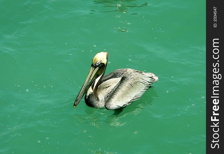 A brown pelican floating in crystal water