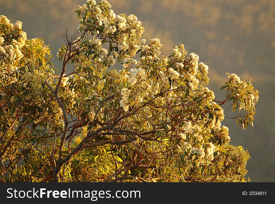 Flowering gum tree nestled high up in the mountains