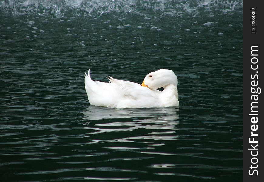 White duck by fountain on a cloudy day