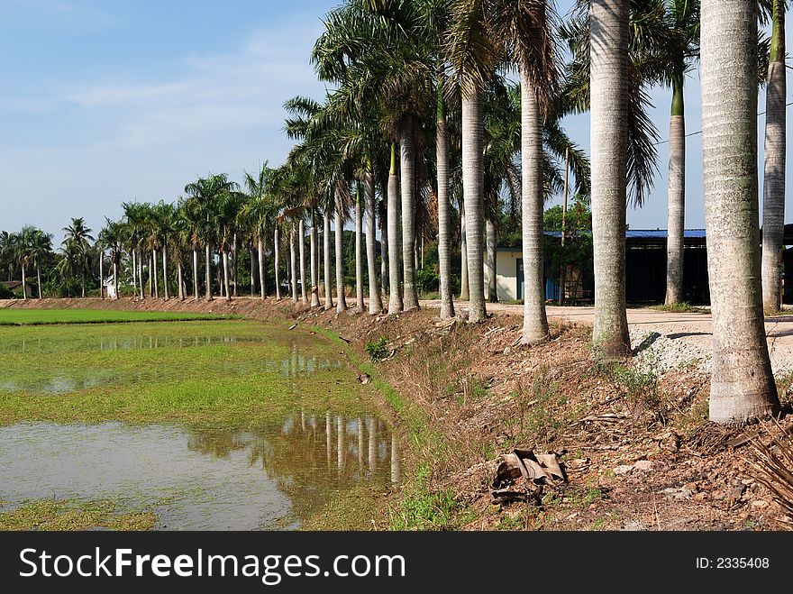 Rows of palm trees and paddy field at the countryside