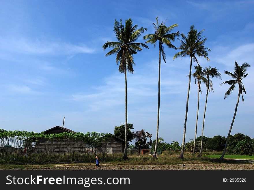 Coconut trees and farm house at the countryside