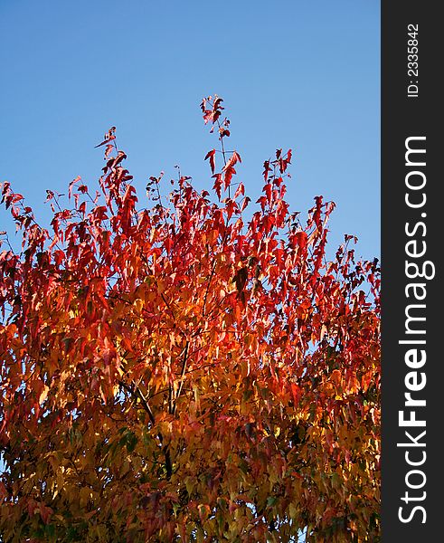 Colourful autumn tree against clear blue sky