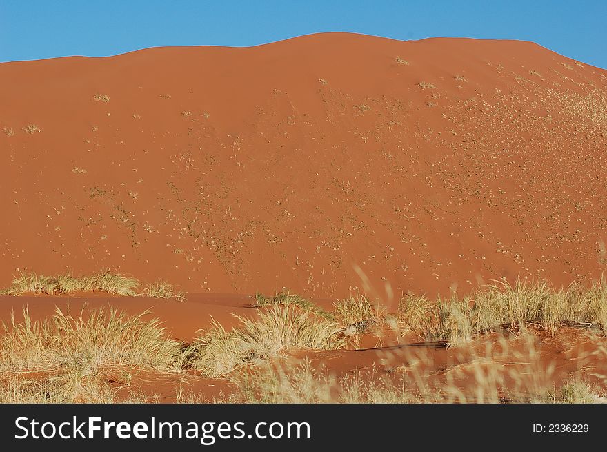 Large Sand dune colored bright orange by the sun with grass in the foreground. Large Sand dune colored bright orange by the sun with grass in the foreground