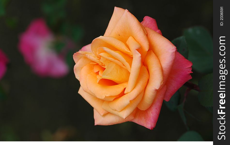 Orange Rose