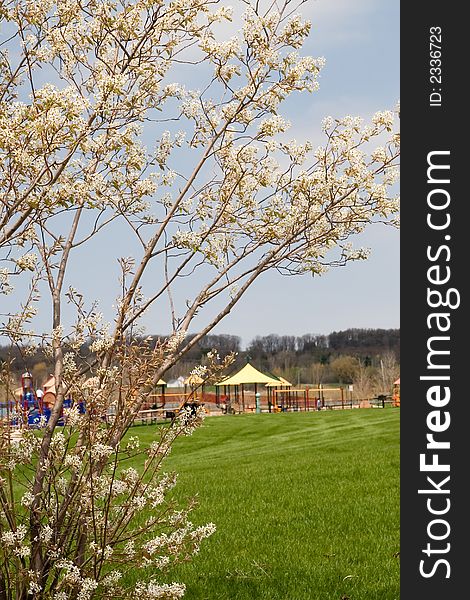 A tree in spring blossom with a park playground in the background. A tree in spring blossom with a park playground in the background