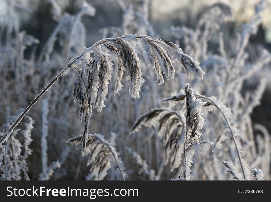 Frosty reed on cold winter day